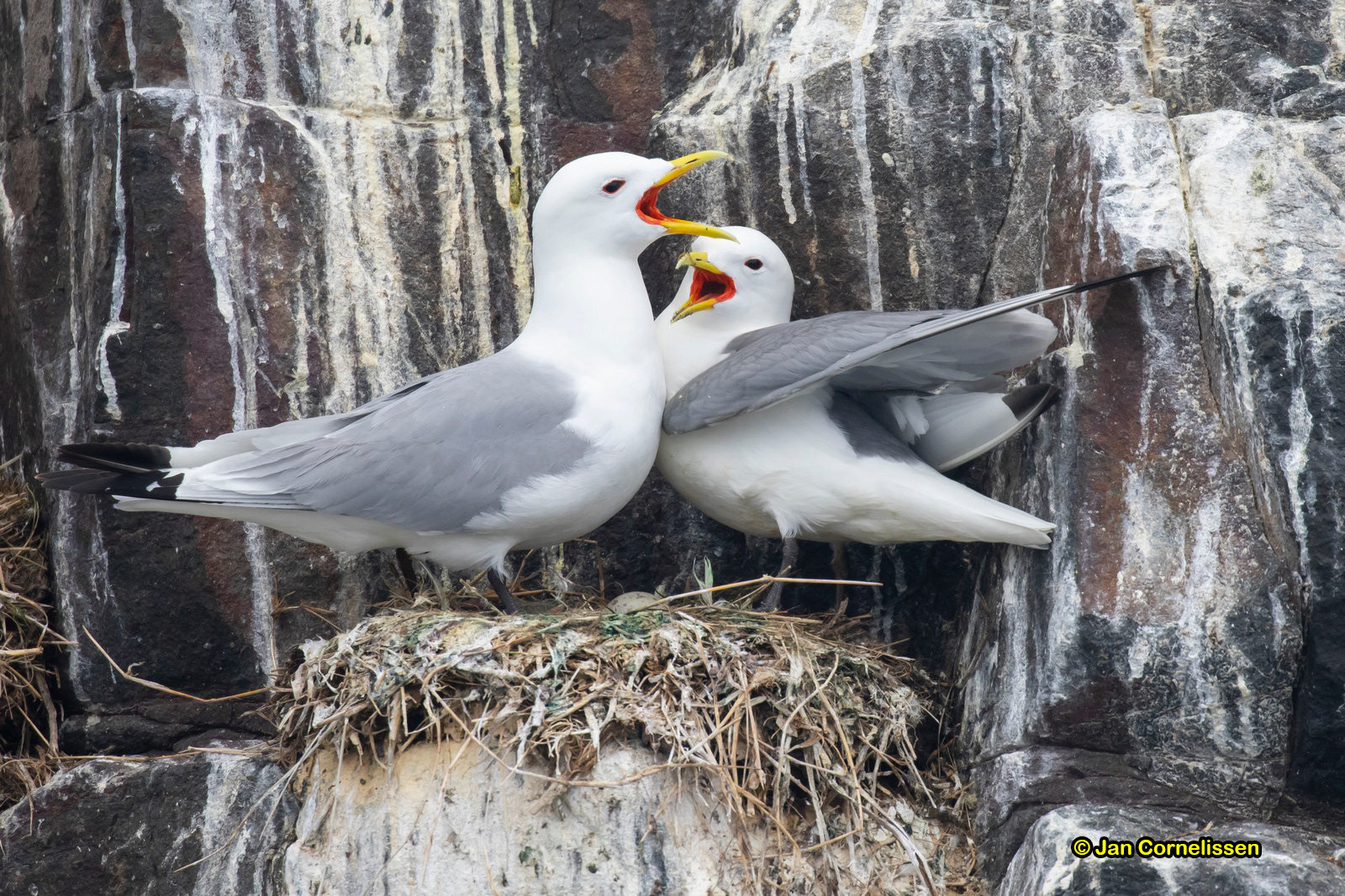 Drieteenmeeuwen - Kittiwake - Rissa tridactyla