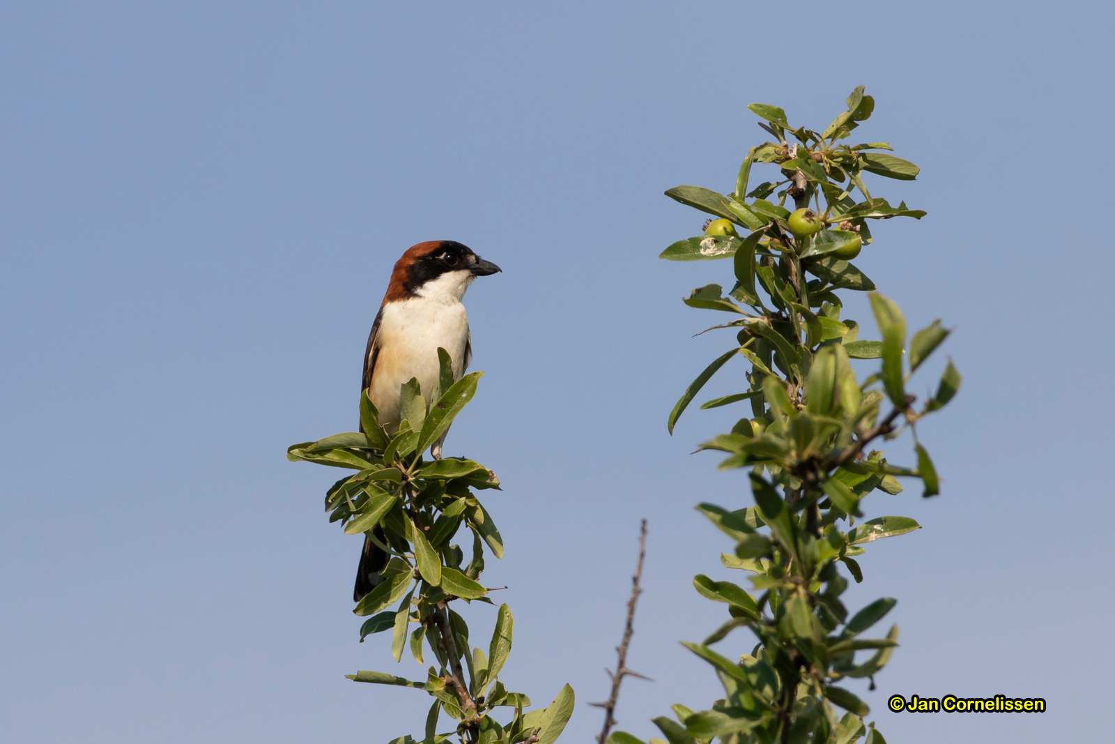 Roodkopklauwier - Woodchat Shrike - Nanius senator