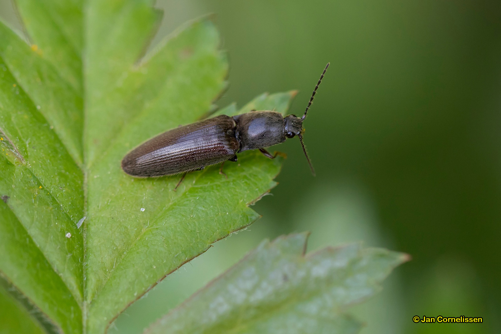 Roodaarskniptor - Athous haemorrhoidalis (Pelt, B)