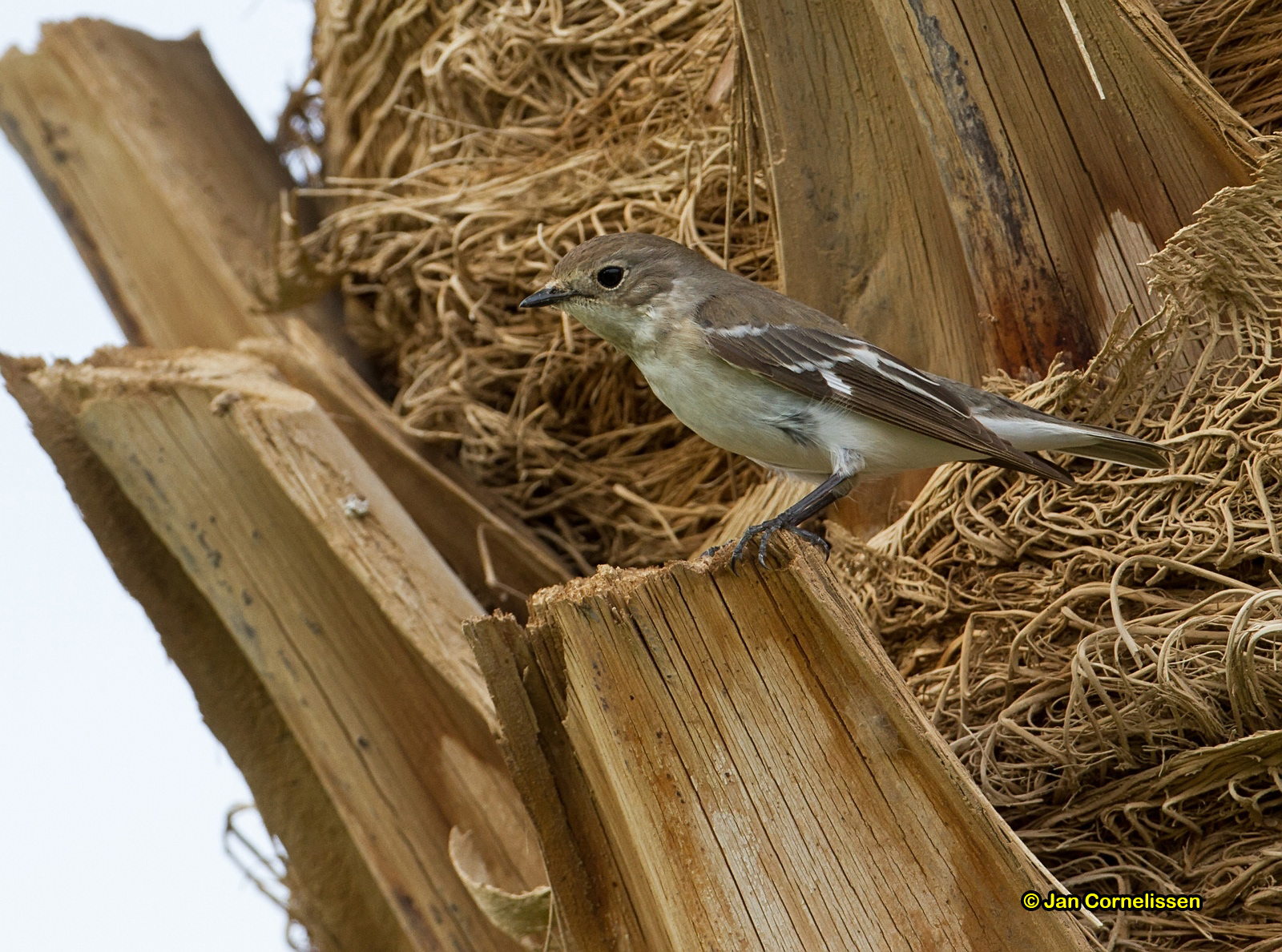 Balkanvliegenvanger ♀ - Semi-collared Flycatcher - Ficedula semitorquata