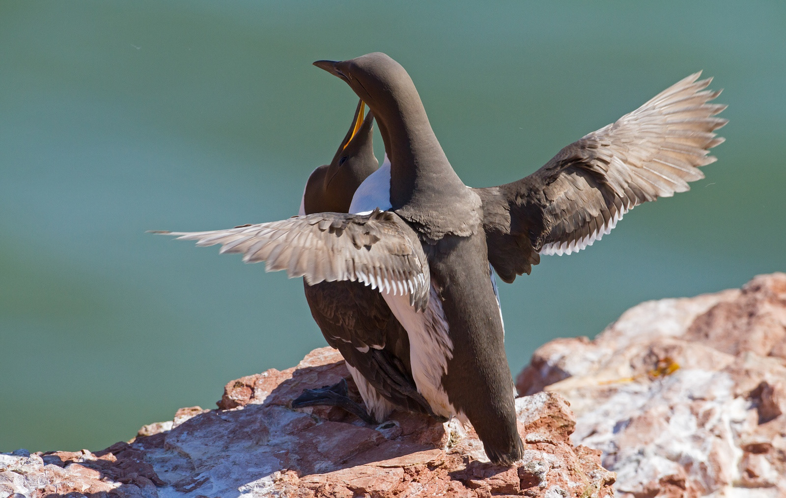 Zeekoeten - Guillemot - Uria aalge
