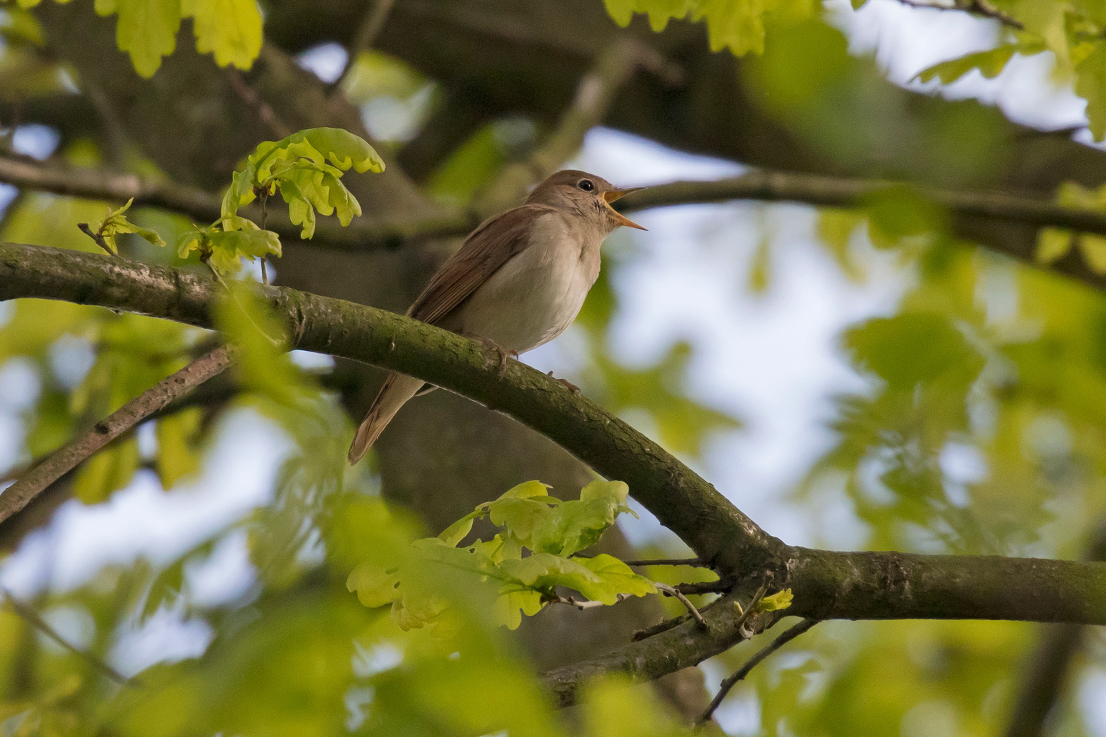 Nachtegaal - Nightingale - Luscinia megarhynchos