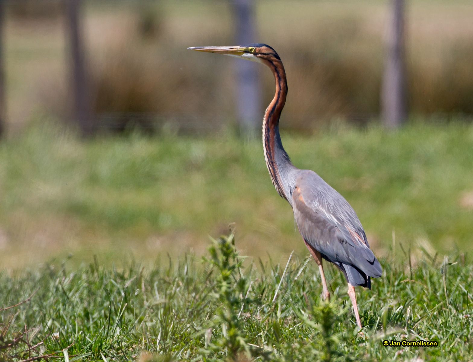 Purperreiger - Purple Heron - Ardea purpurea