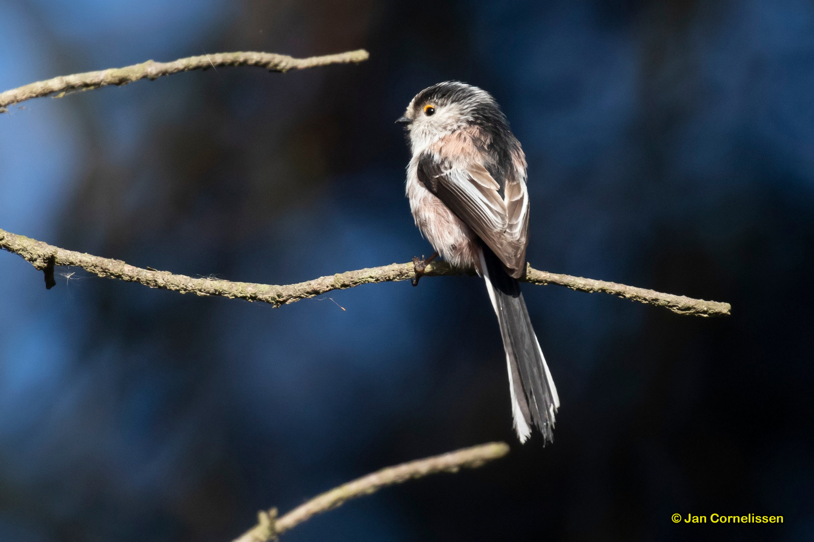 Staartmees - Long-tailed Tit - Aegithalos caudatus (Pelt, B)