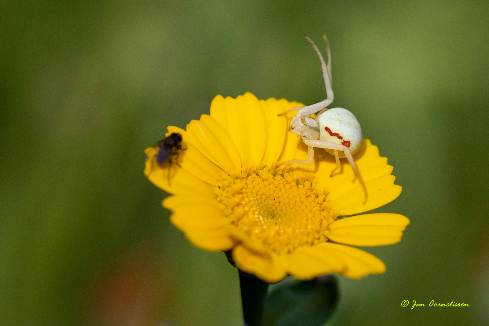Gewone kameleonspin - Misumena vatia (Pelt, B)