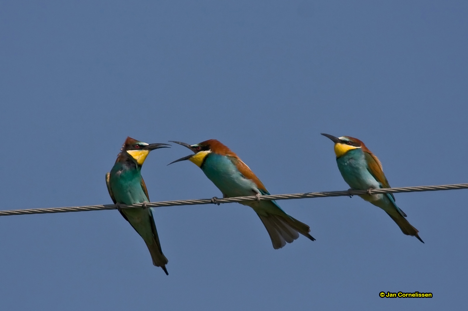 Bijeneters - Bee-eater - Merops apiaster