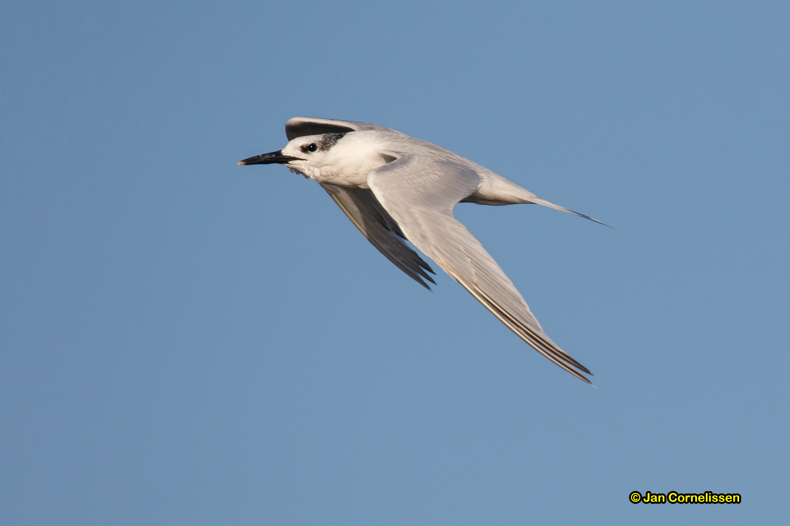 Grote stern - Sandwich Tern - Sterna sandvicensis
