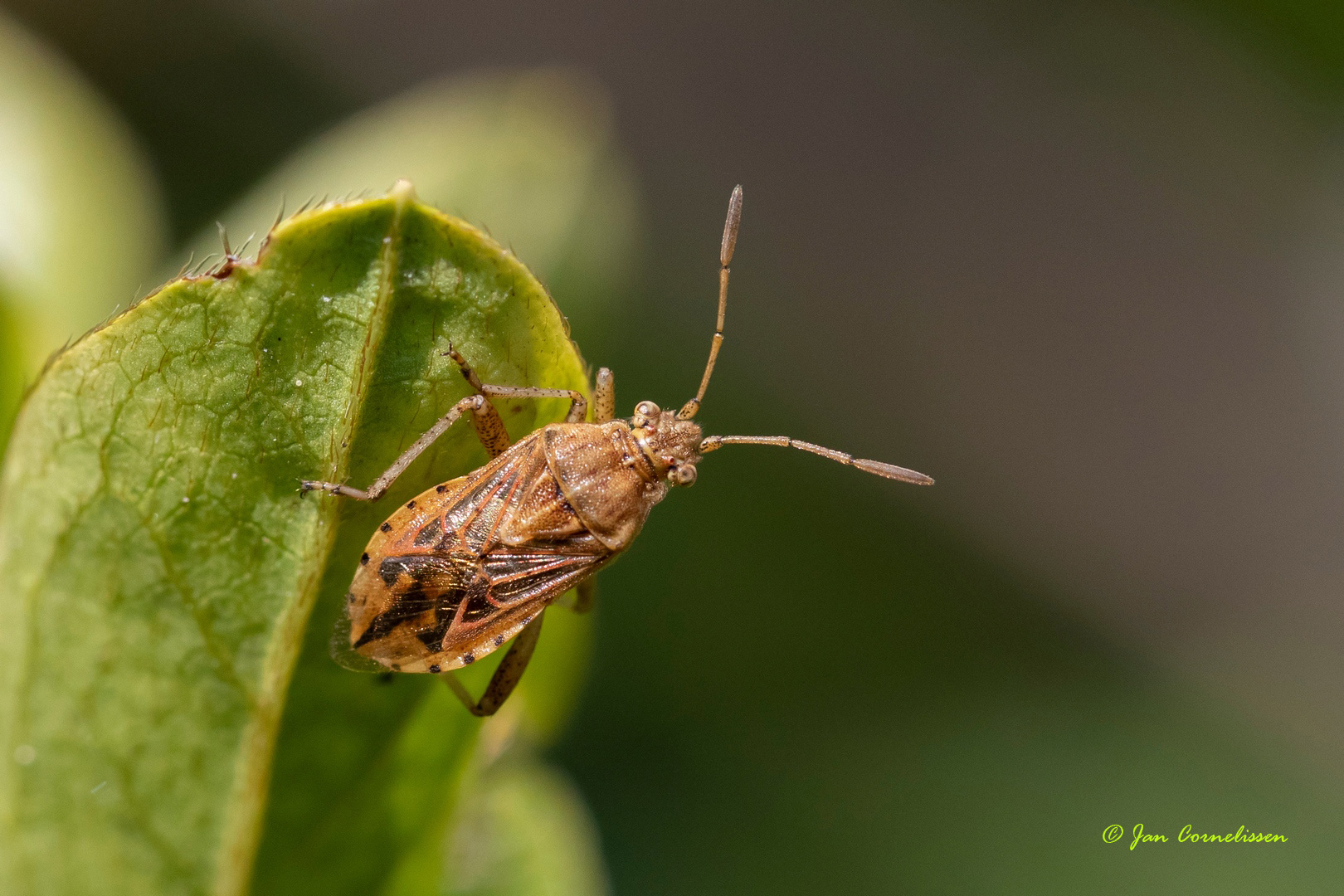 Brilglasvleugelwants - Stictopleurus abutilon, 2020