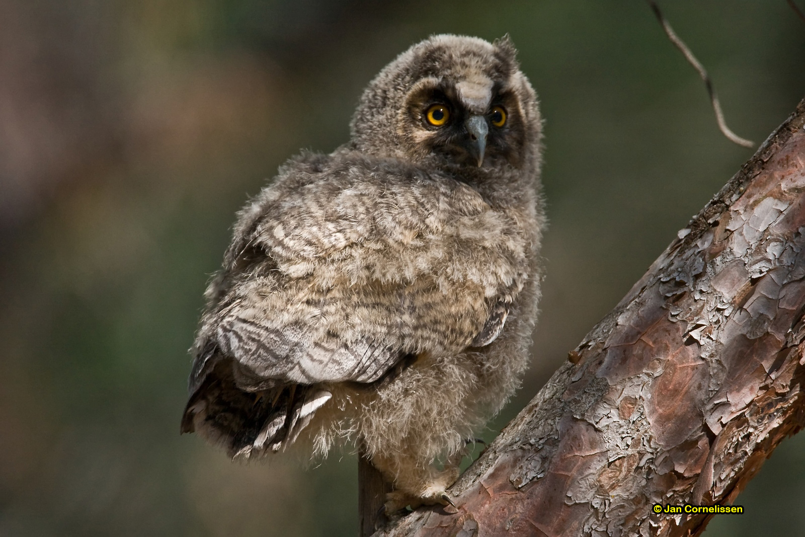 Ransuil (juv) - Long-eared Owl - Asio otus