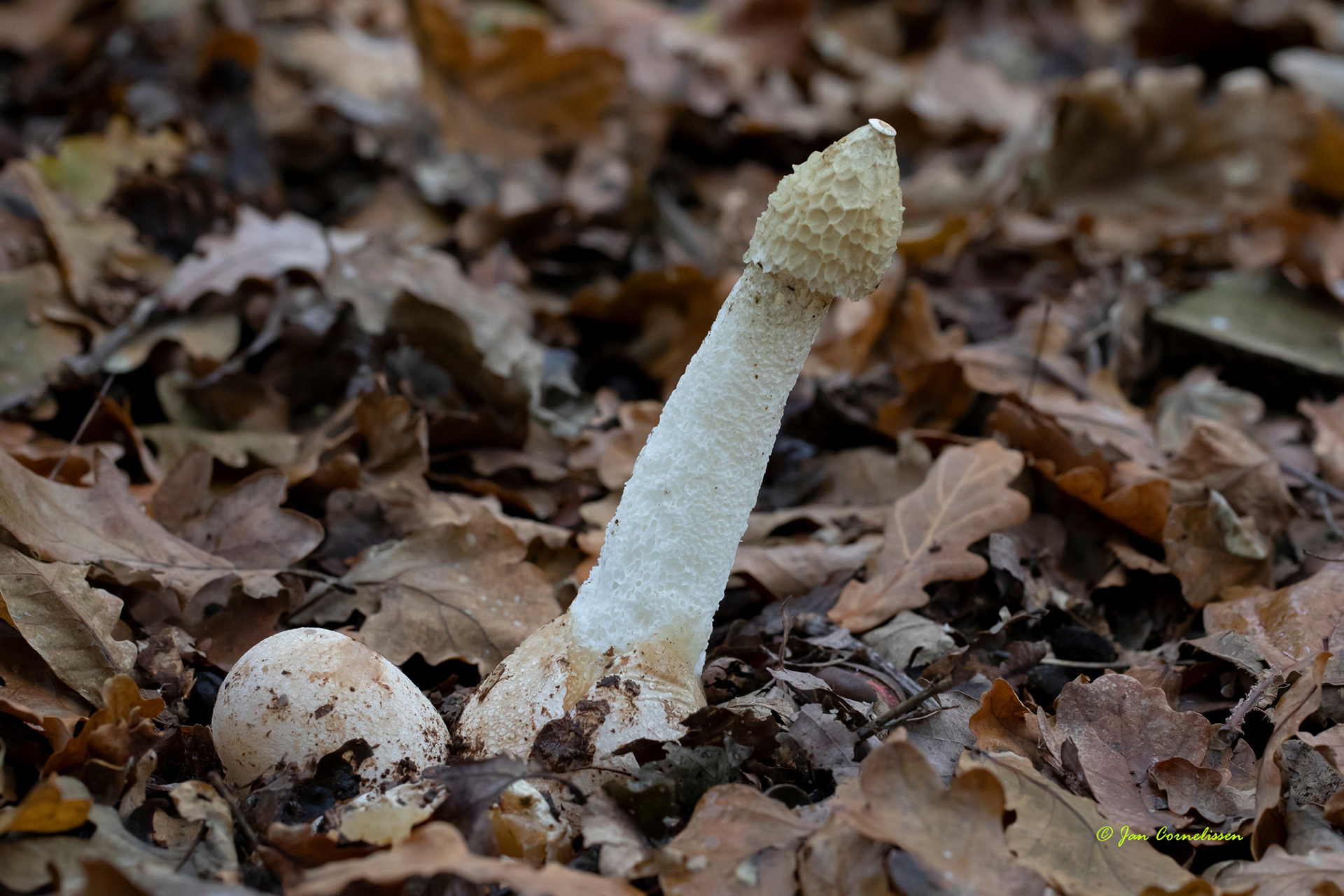 Grote stinkzwam (Pelt, B)
