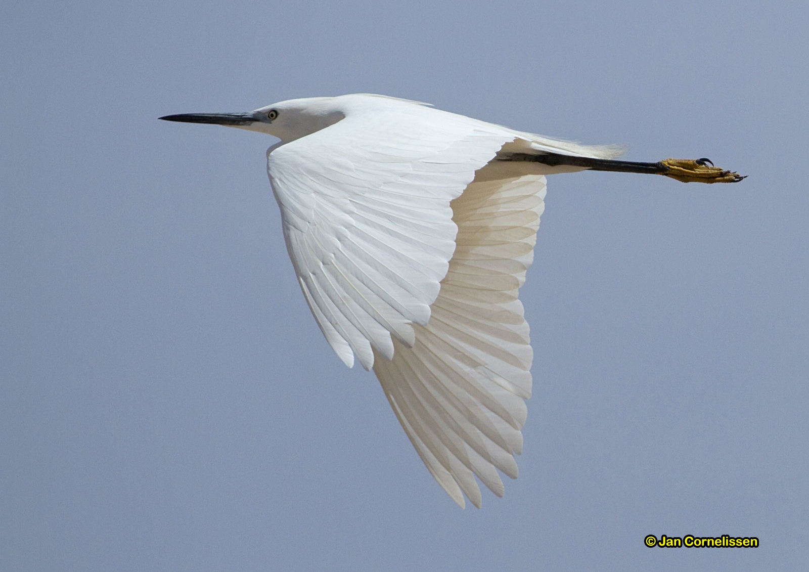 Kleine zilverreiger - Little Egret - Egretta garzetta