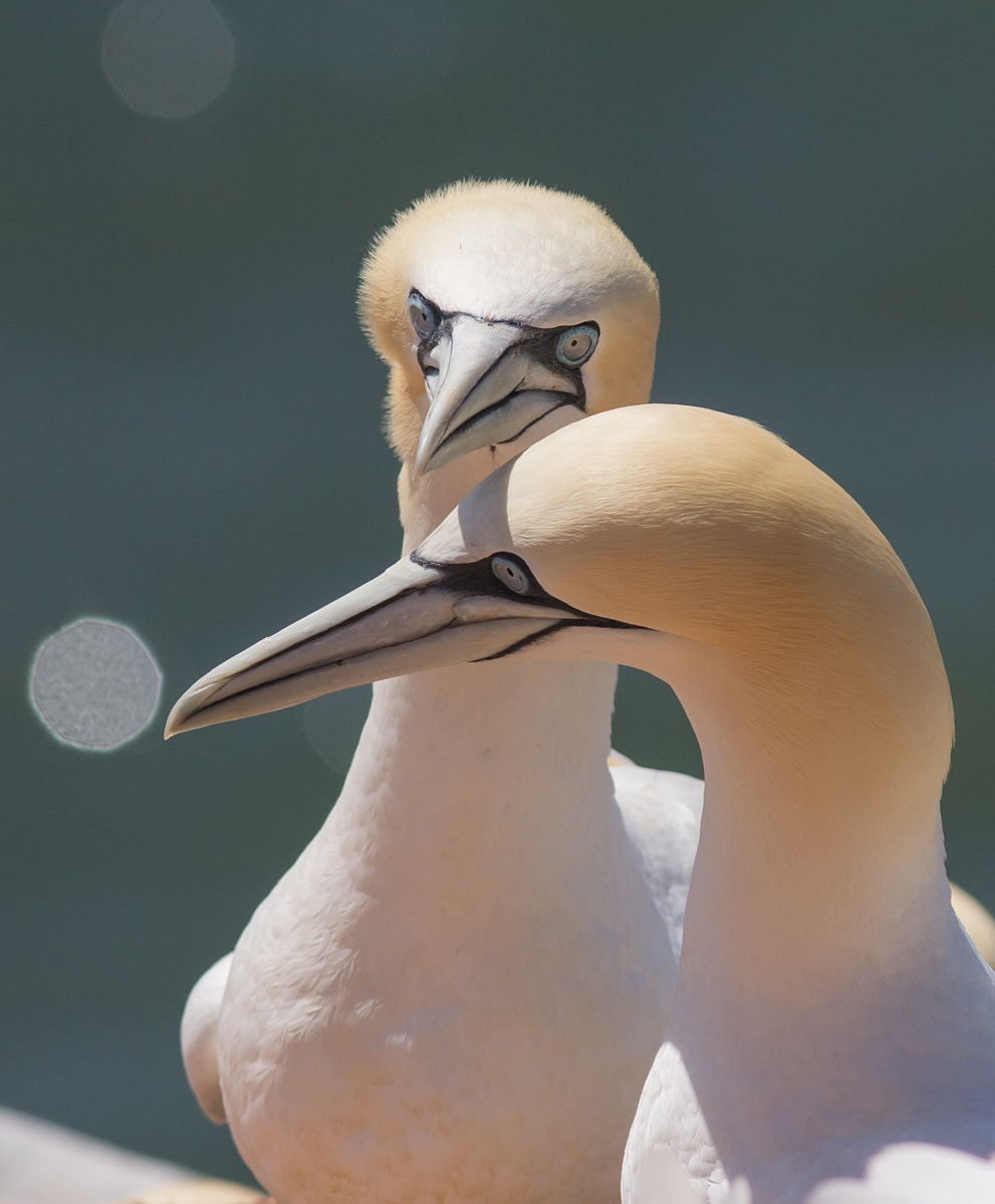 Jan-van-Genten - Gannet - Morus bassanus