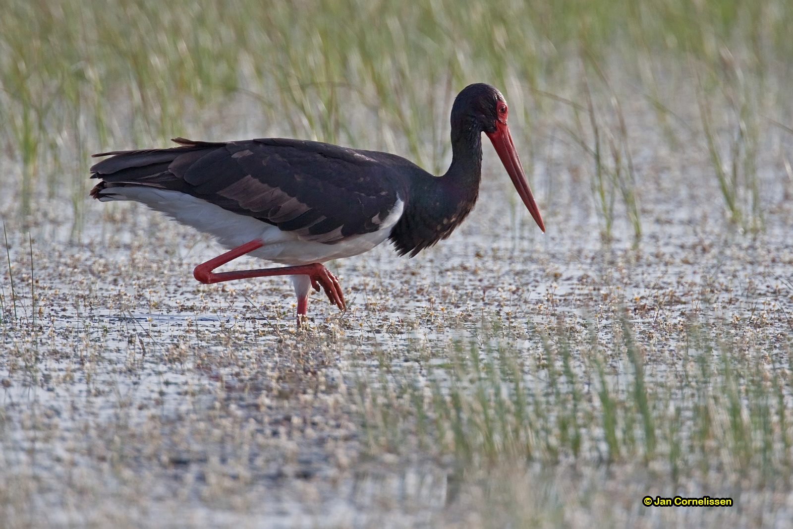Zwarte ooievaar - Black Stork - Ciconia nigra