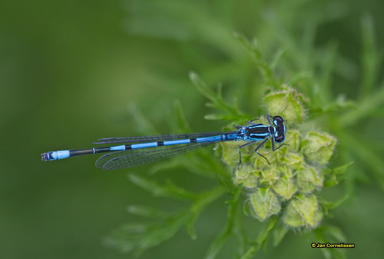 Azuurwaterjuffer - Coenagrion puella (Pelt, B) 2012