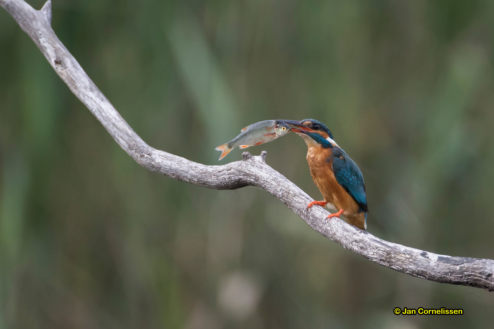 IJsvogel