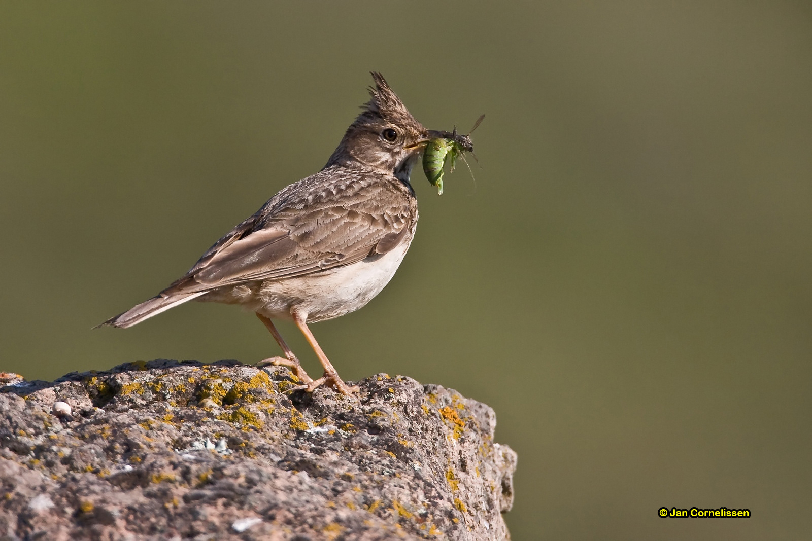Kuifleeuwerik - Crested Lark - Galerida cristata