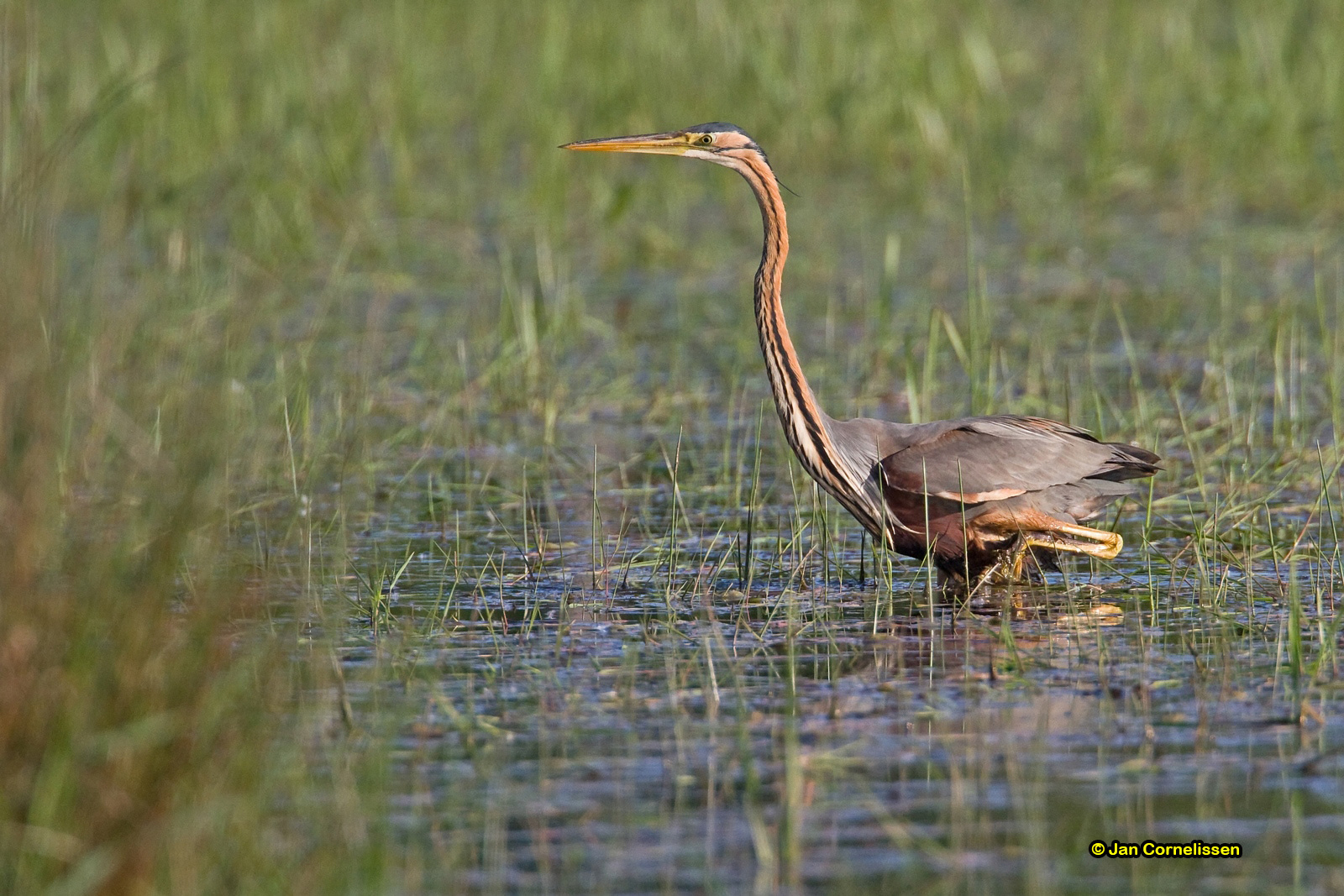 Purperreiger - Purple Heron - Ardea purpurea