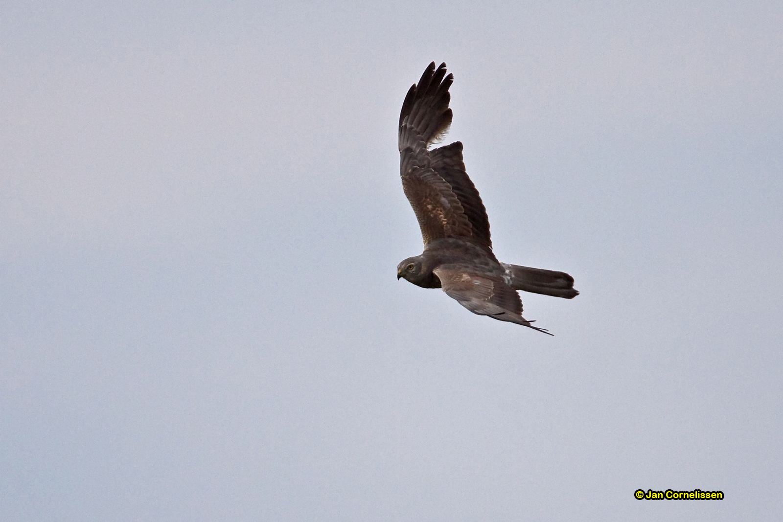 Grauwe kiekendief - Montagu's Harrier - Circus pygargus