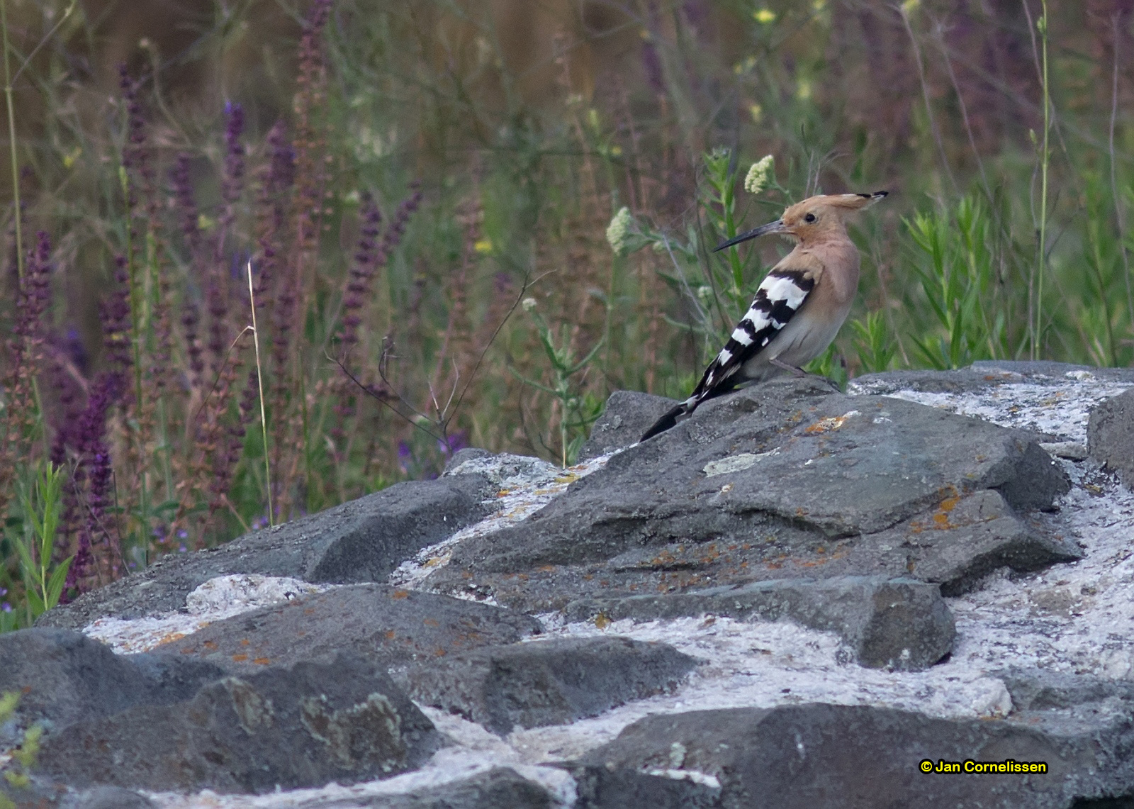Hop - Hoopoe - Upupa epops