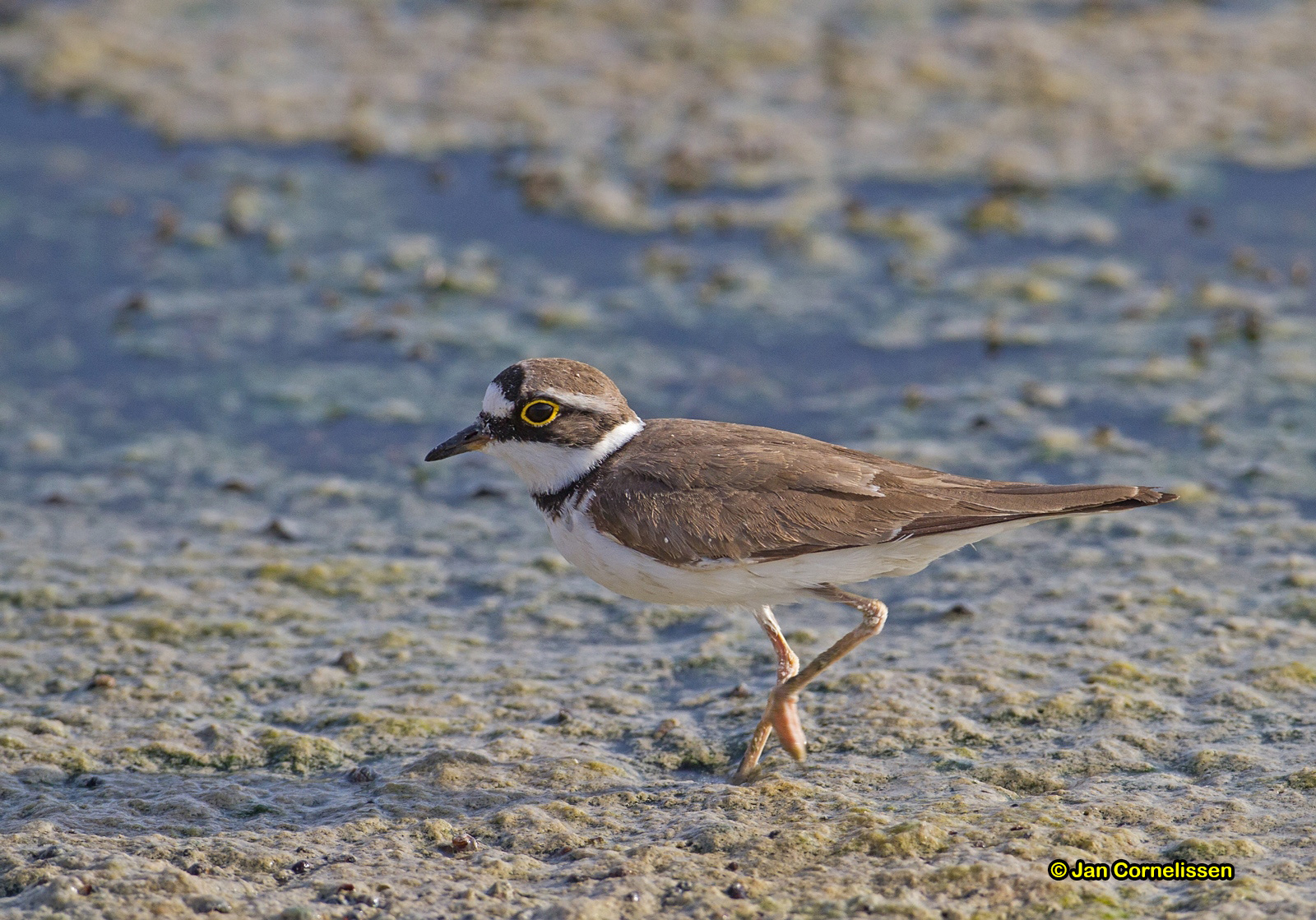 Kleine plevier - Little Ringed Plover - Charadrius dubius