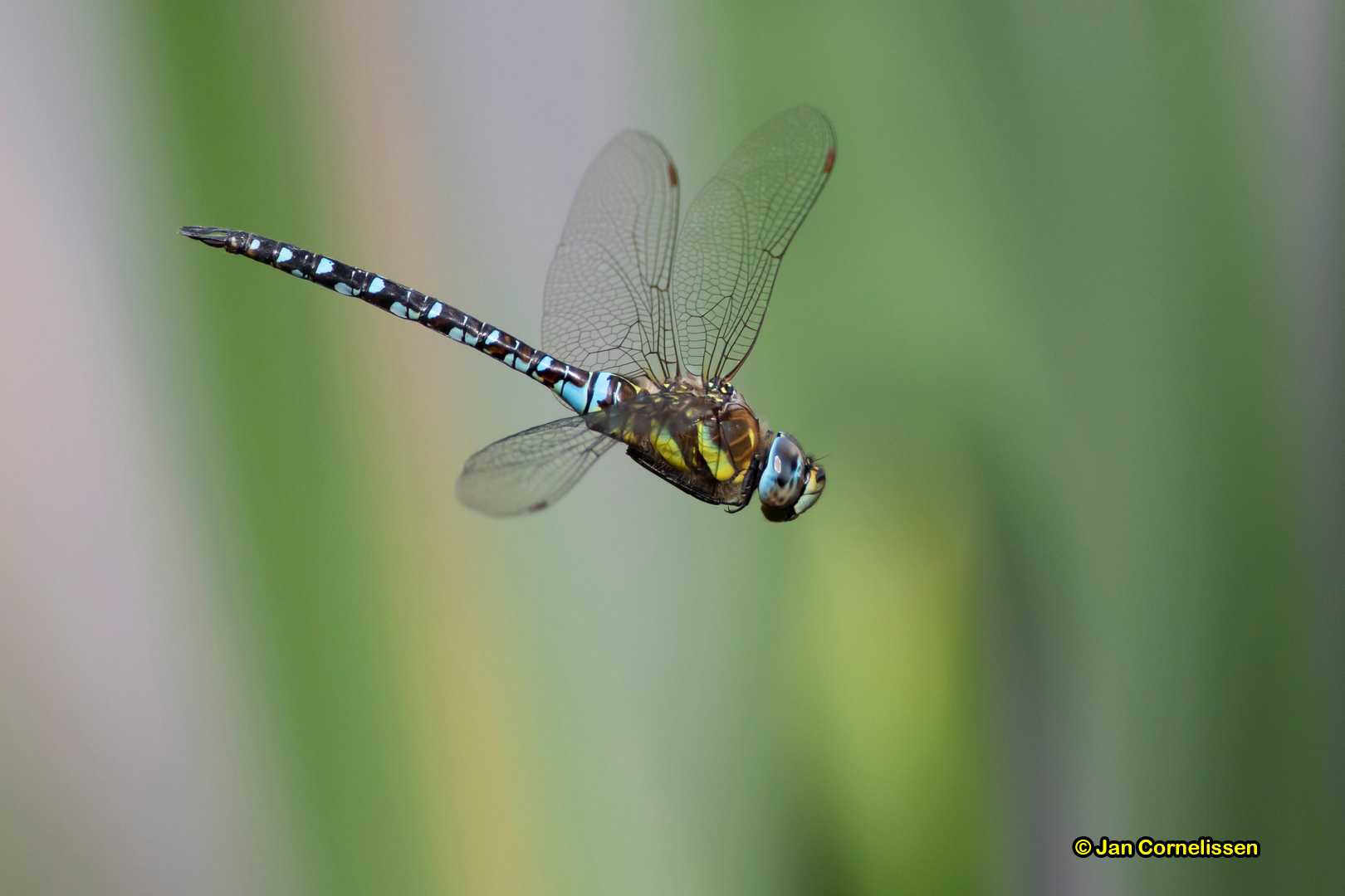 Paardenbijter ♂