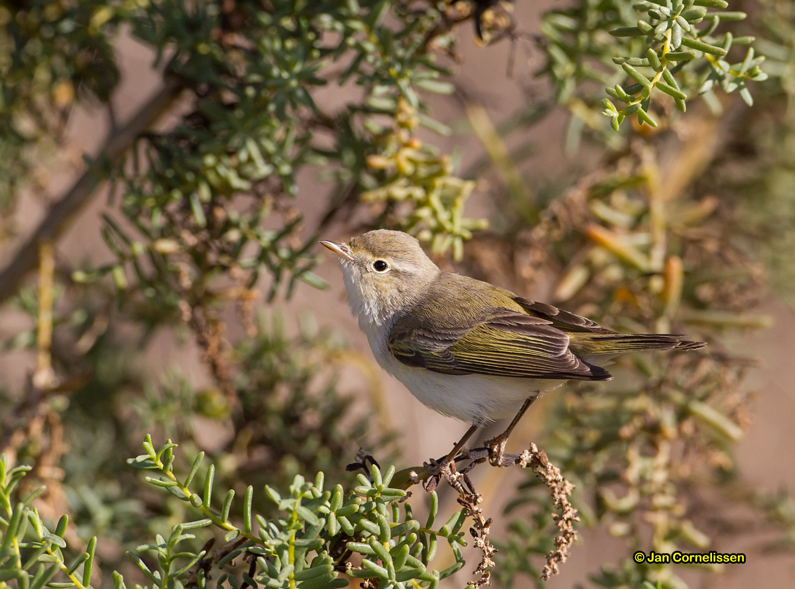 Balkanbergfluiter - Eastern Bonelli's Warbler· Phylloscopus orientalis