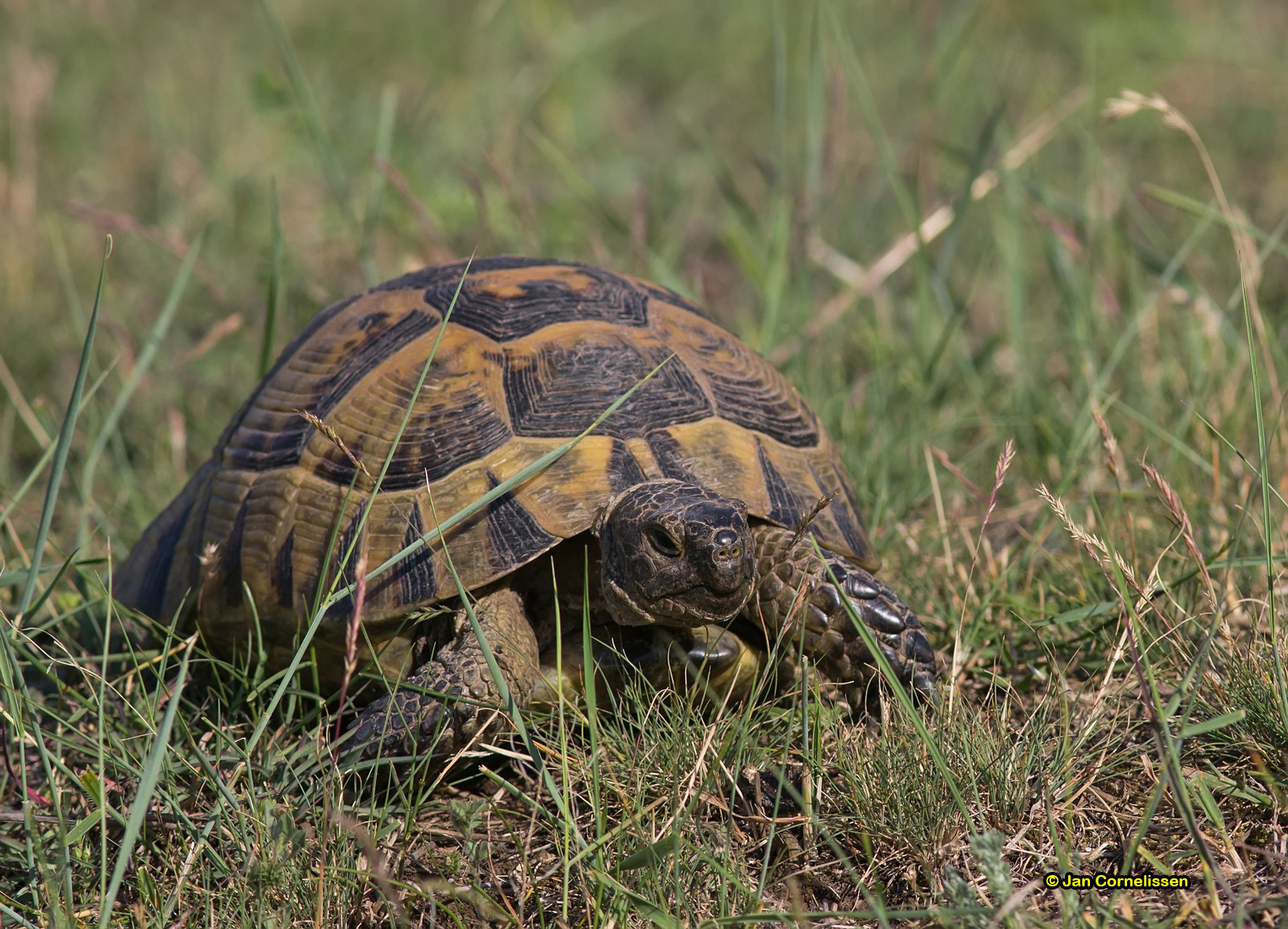 Griekse landschildpad
