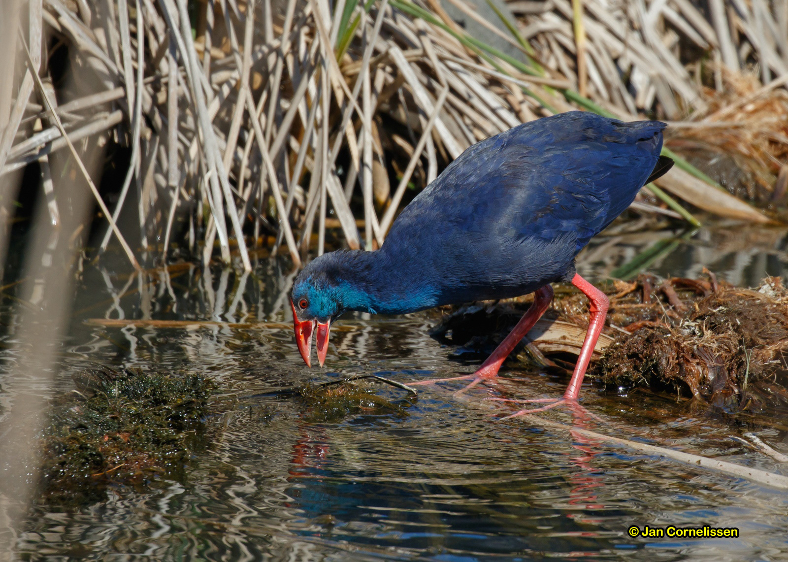 Purperkoet - Purple Gallinule - Porphyrio porphyrio