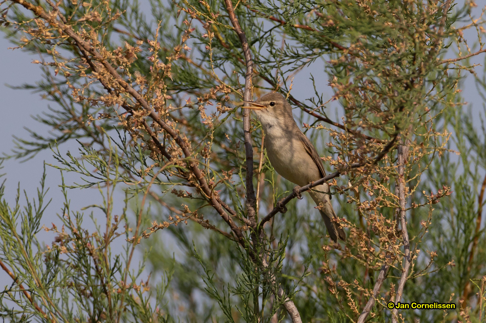 Vale spotvogel - Olivaceous Warbler - Hippolais pallida