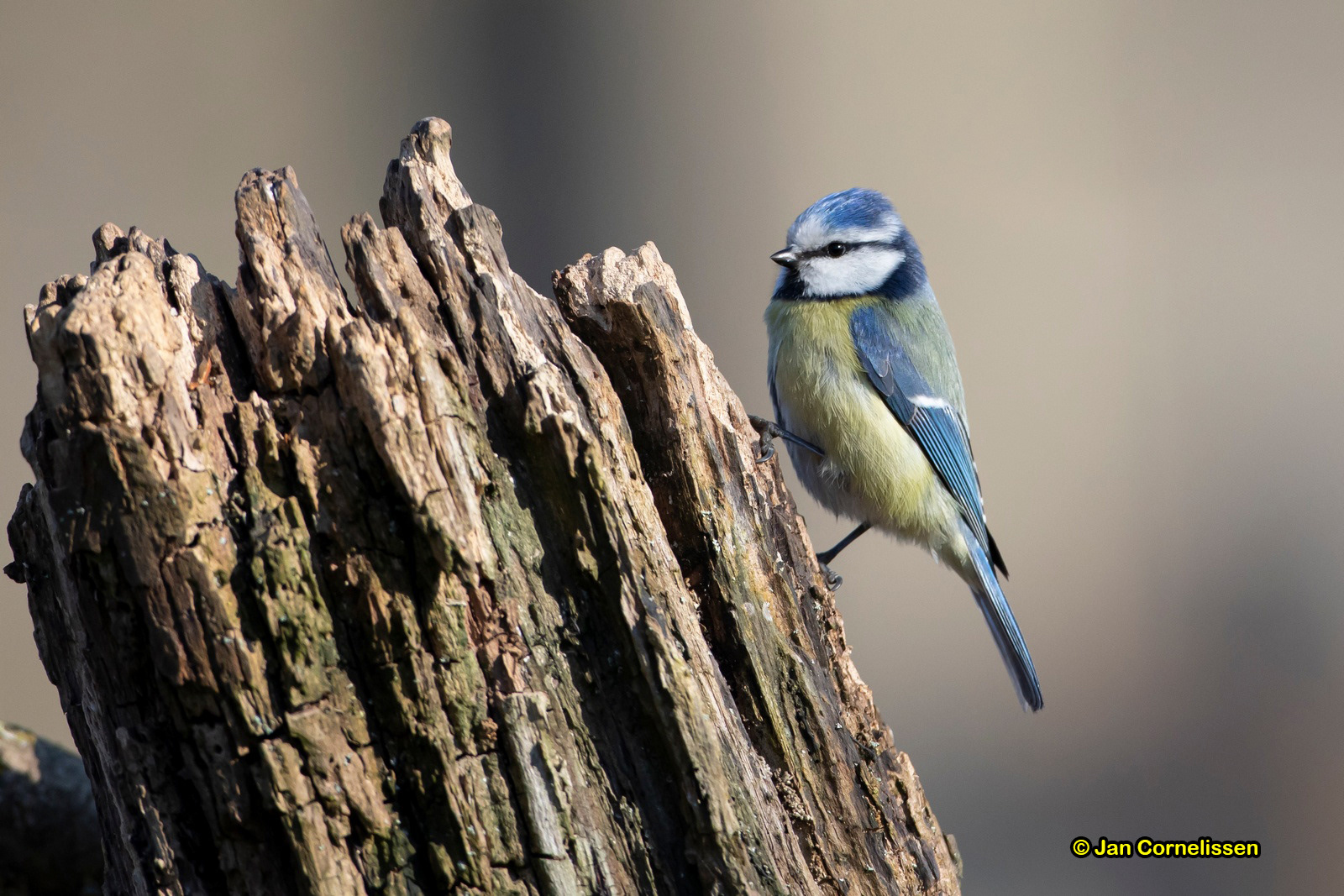 Pimpelmees - Blue Tit - Parus caeruleus (Pelt, B)