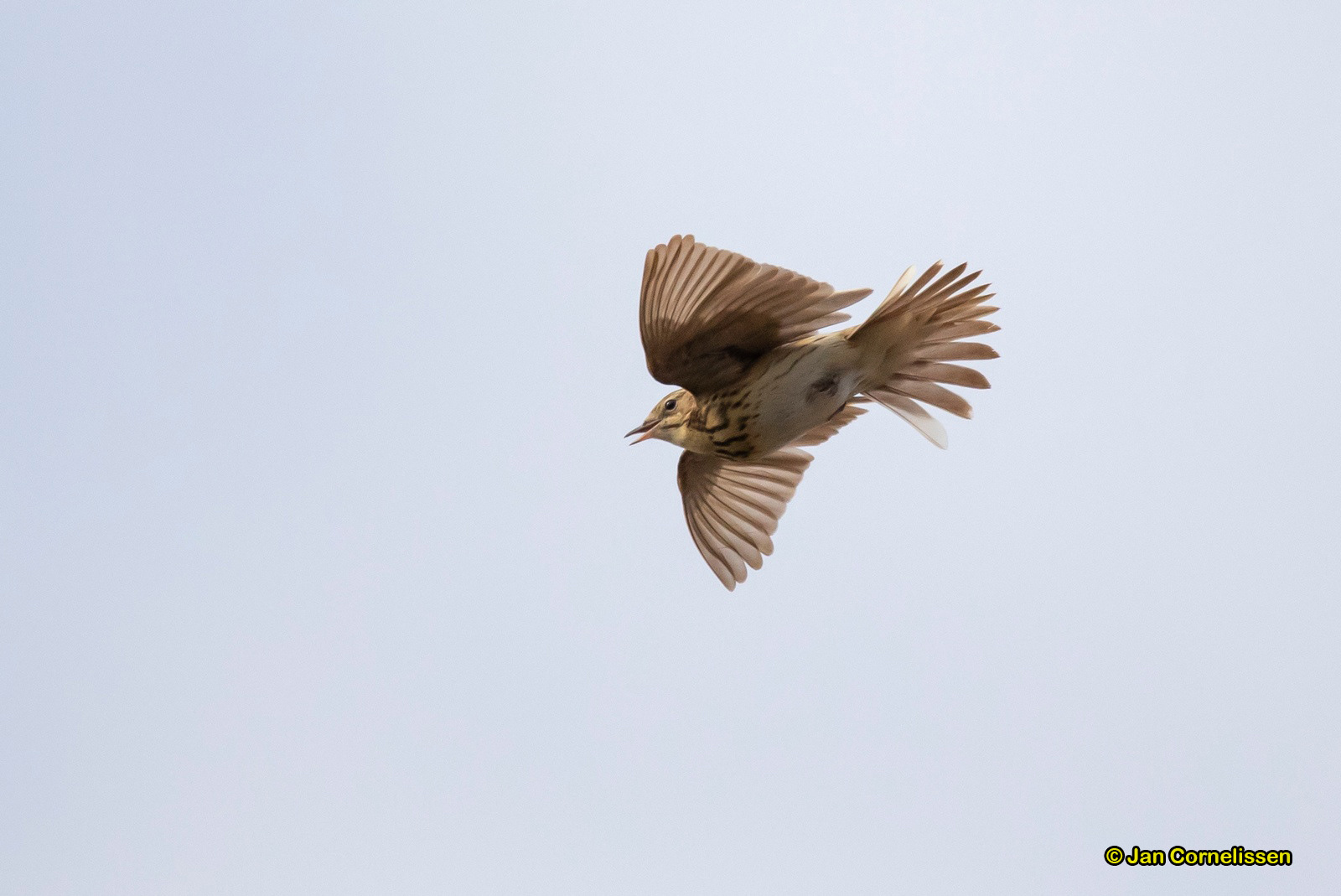 Boompieper - Tree Pipit - Anthus trivialis (Pelt, B)