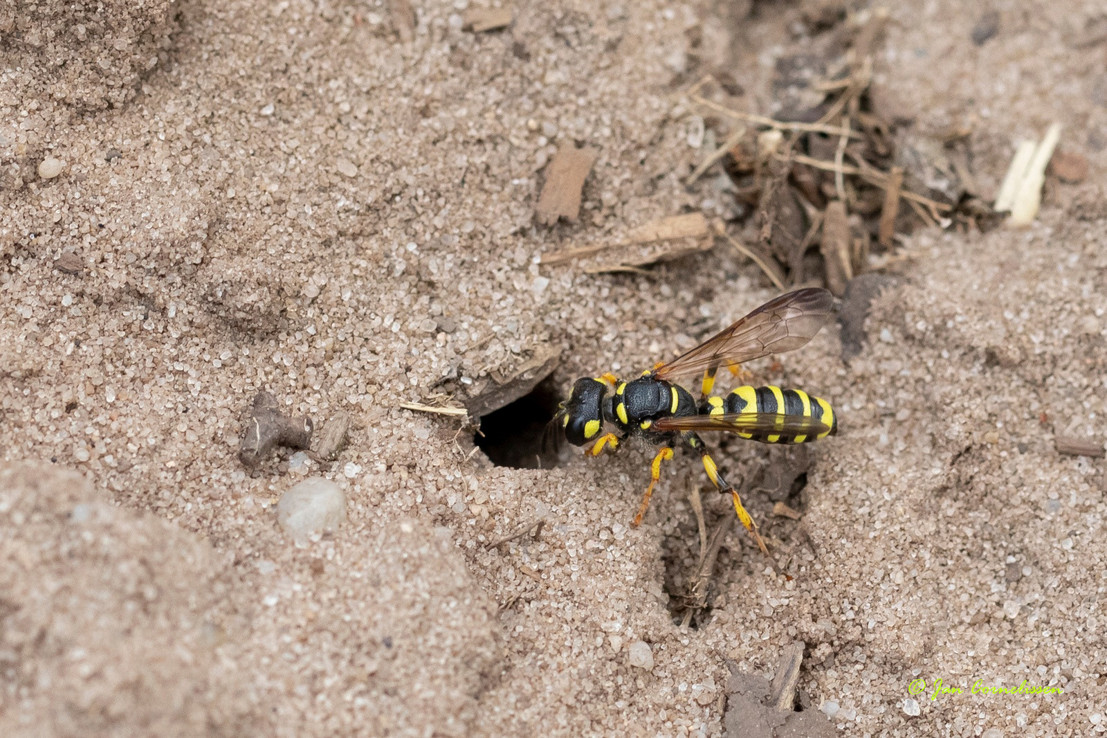 Grote snuittorboorder - Cerceris arenaria, 2020