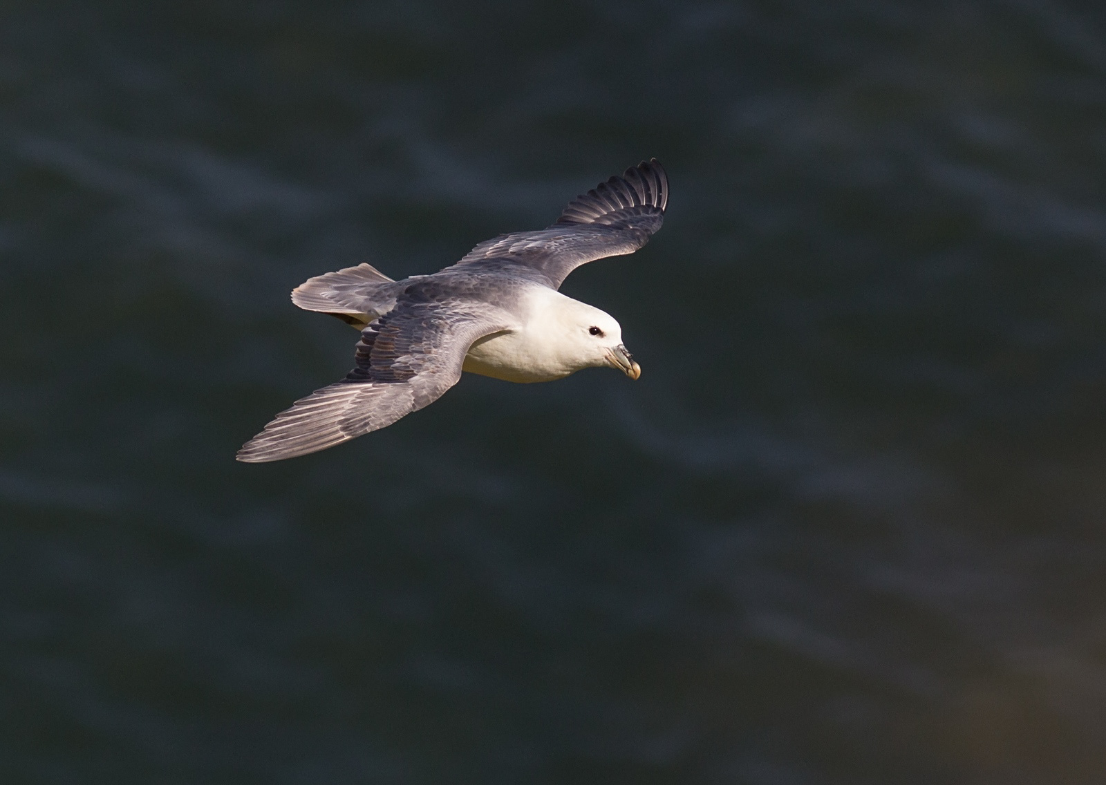 Noordse stormvogel - Fulmar - Fulmarus glacialis
