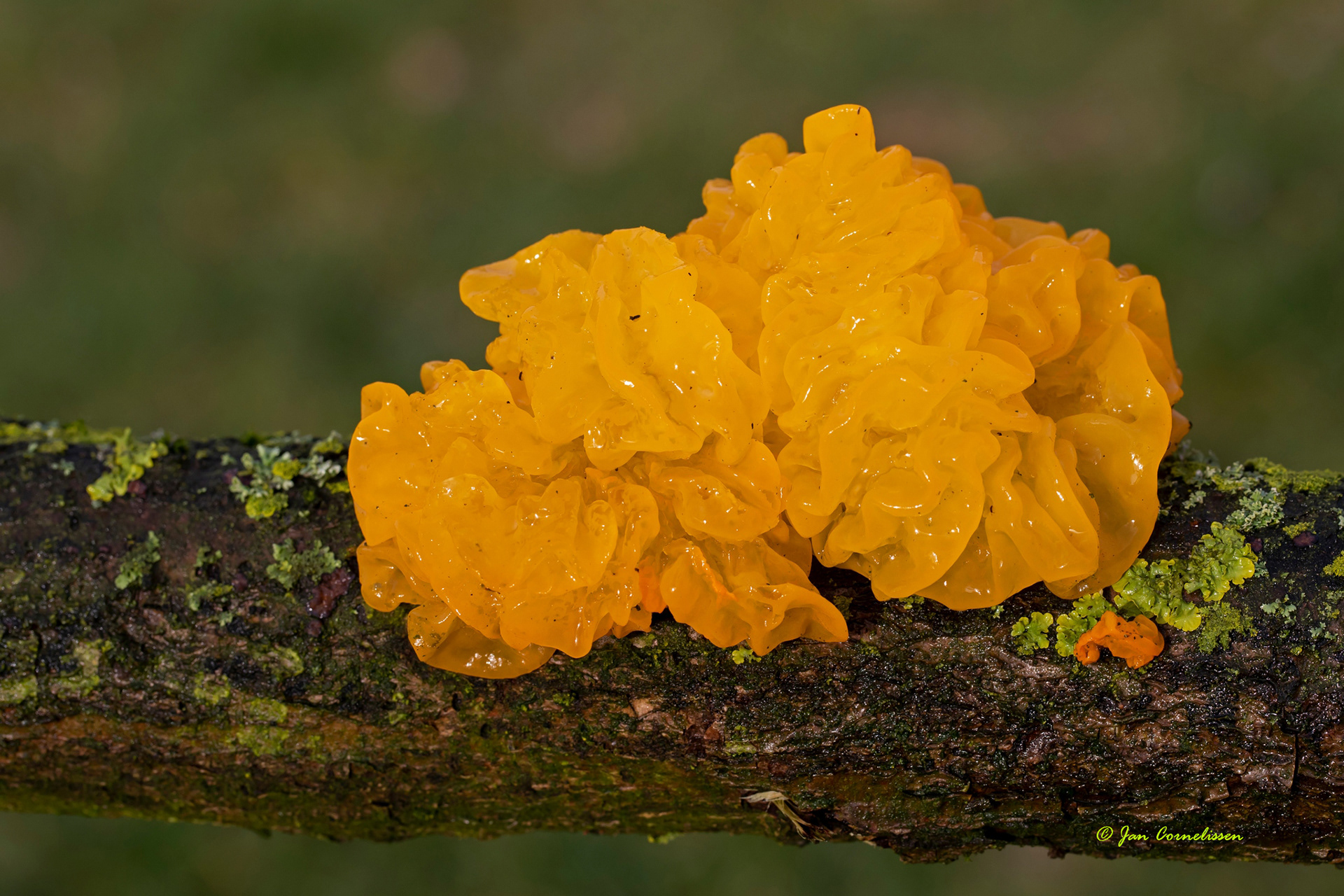 Gele trilzwam