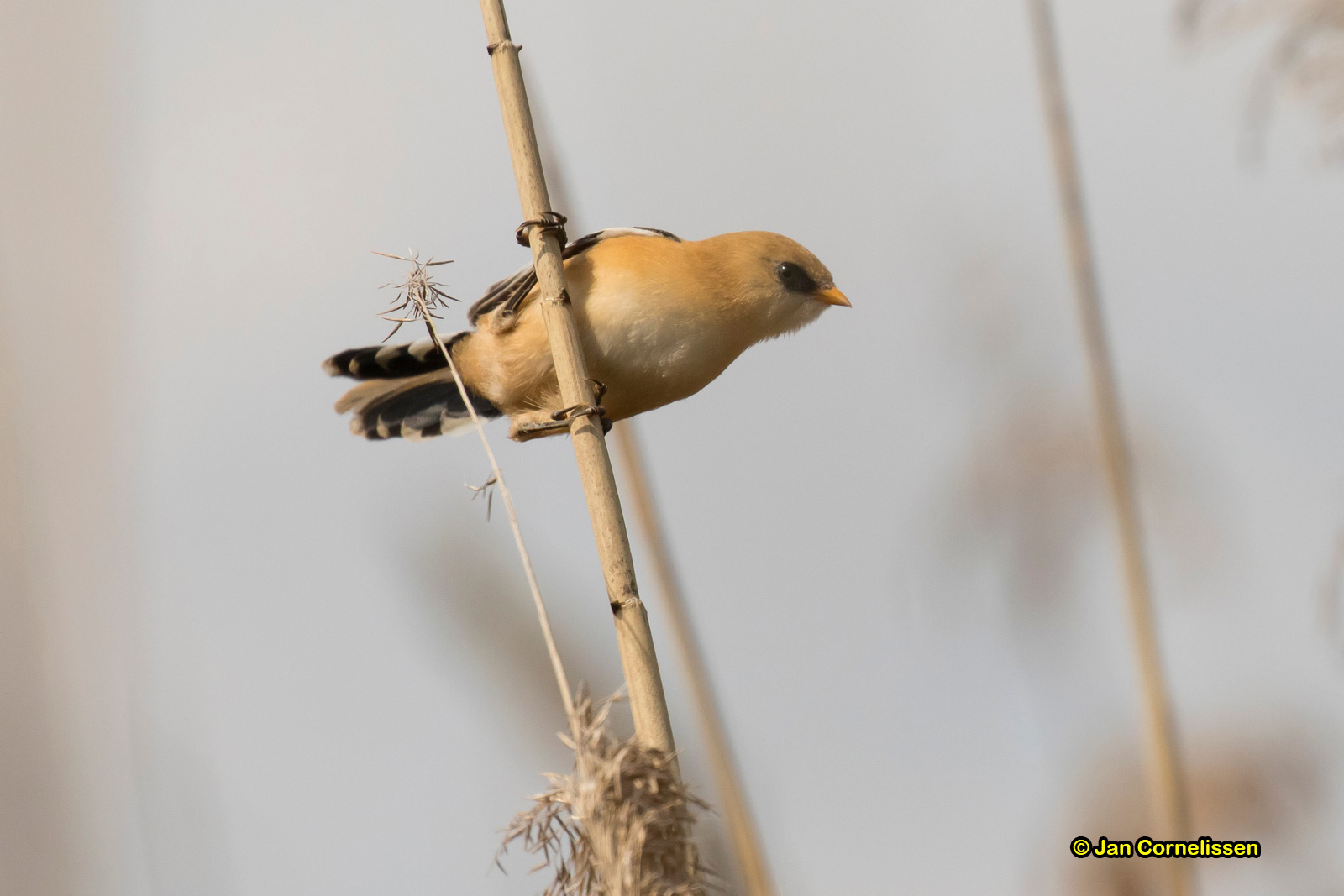 Baardman (juveniele) - Bearded Tit - Panurus biarmicus