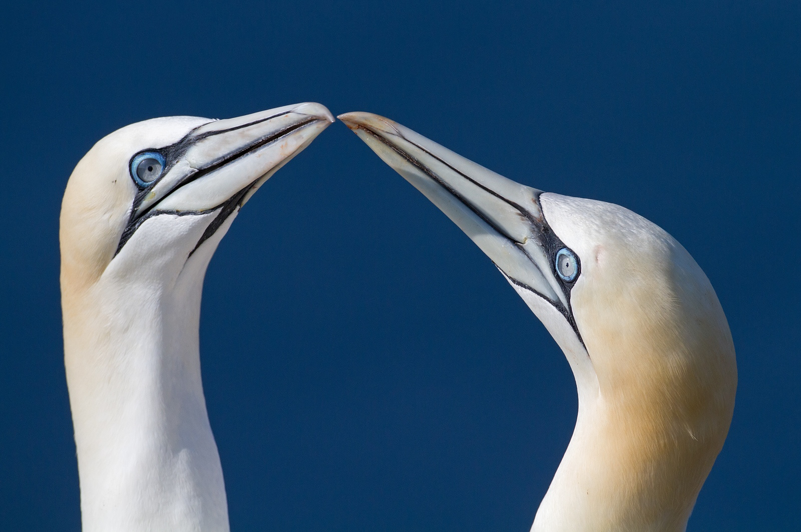 Jan-van-Genten - Gannet - Morus bassanus