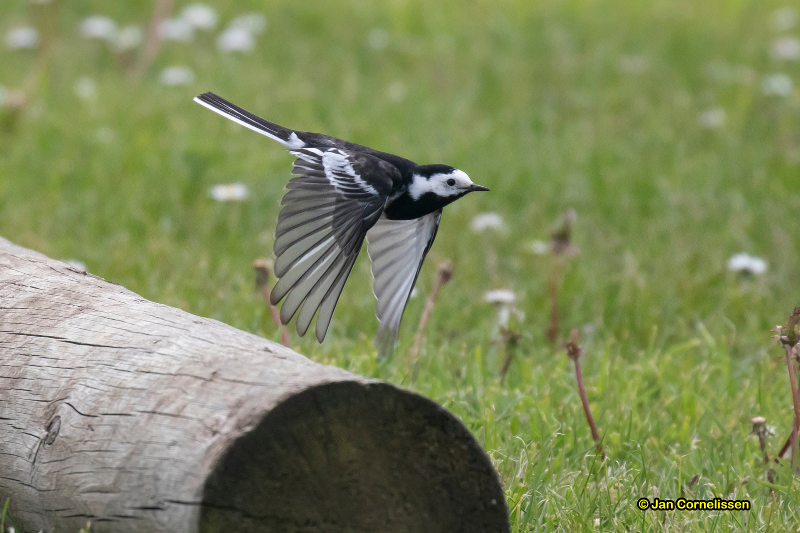 Rouwkwikstaart - Pied Wagtail - Motacilla alba yarrellii