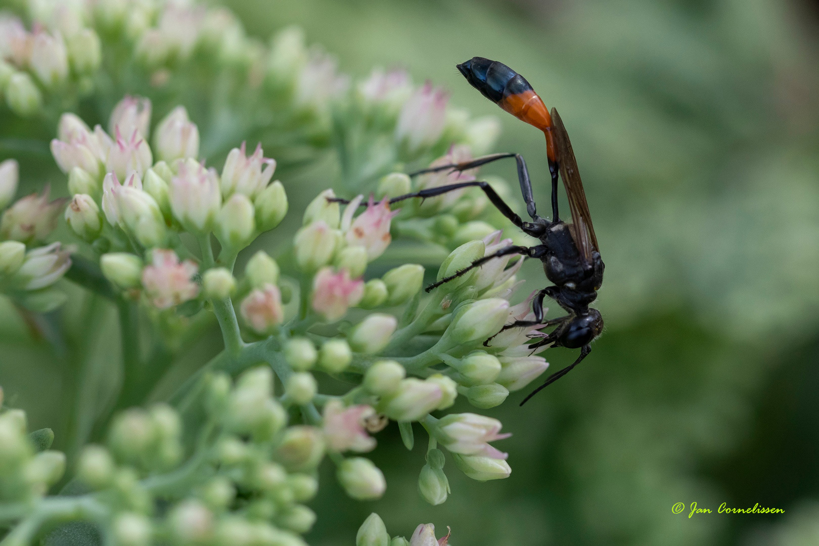 Grote rupsendoder - Ammophila sabulosa (Pelt, B)