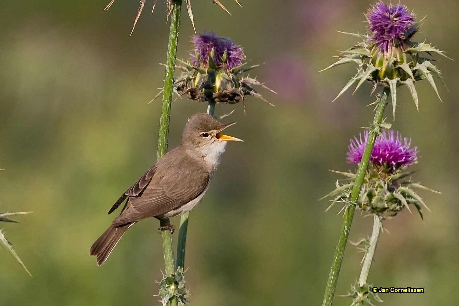 Vale spotvogel - Olivaceous Warbler - Hippolais pallida