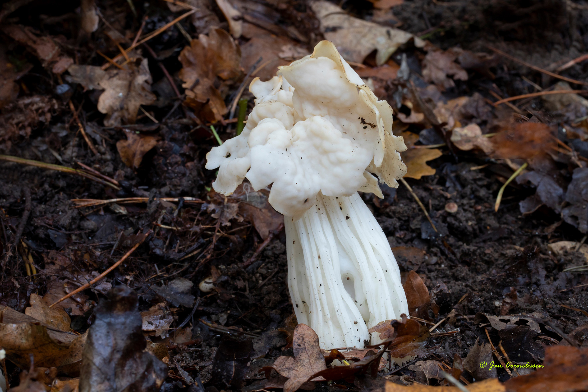 Witte kluifzwam