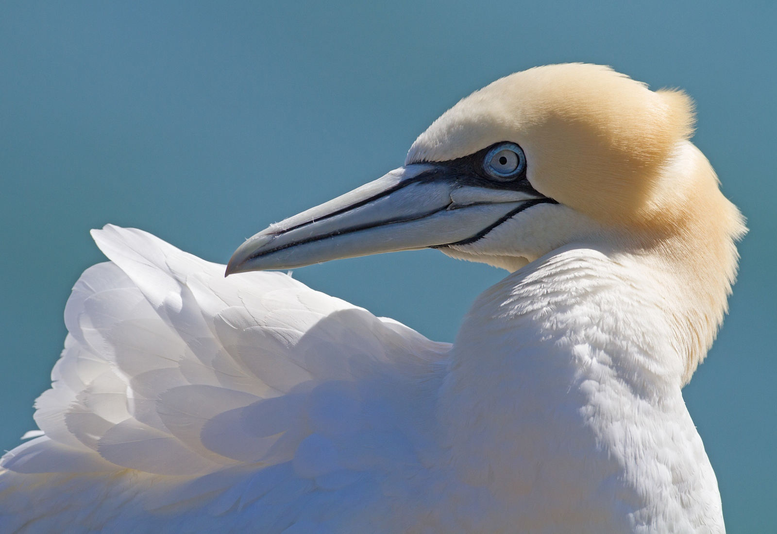 Jan-van-Gent - Gannet - Morus bassanus