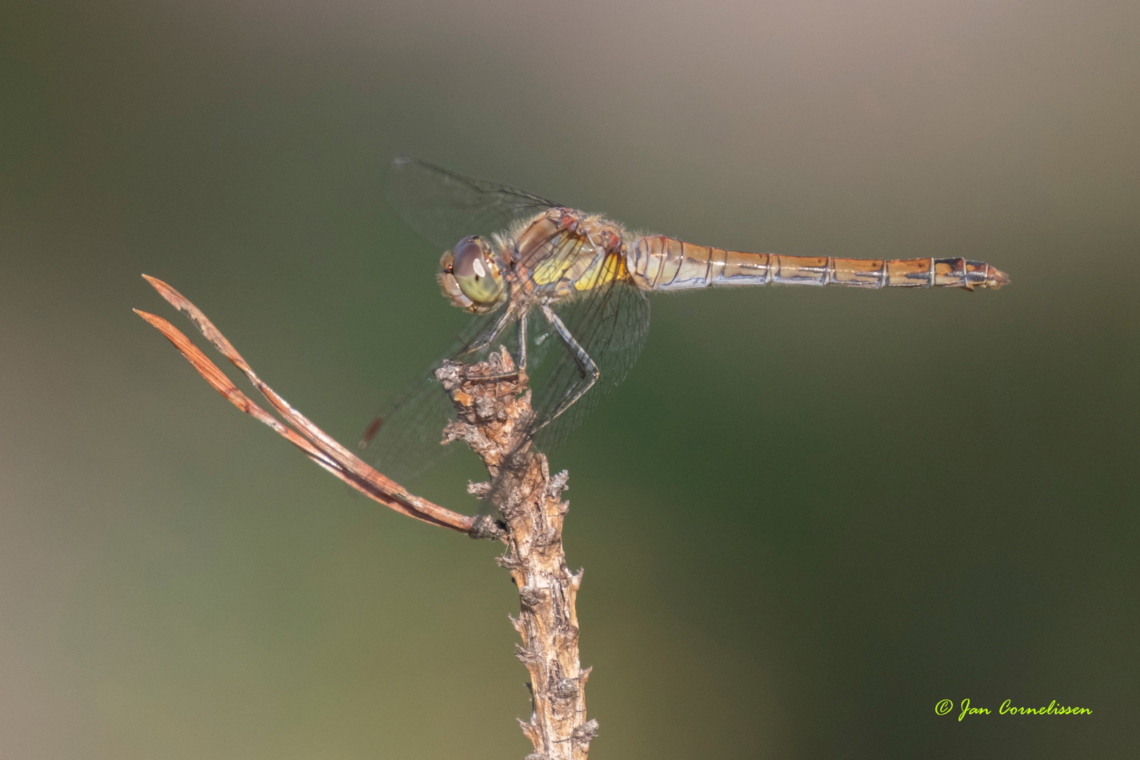 Bruinrode heidelibel ♀ - Sympetrum striolatum (Pelt, B)