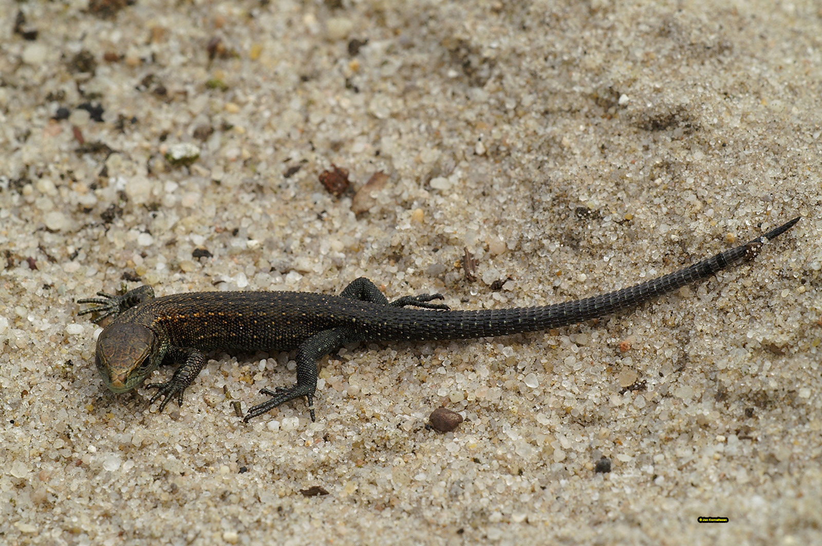 Levendbarende hagedis - Zootoca vivipara (Pelt, B) 2007