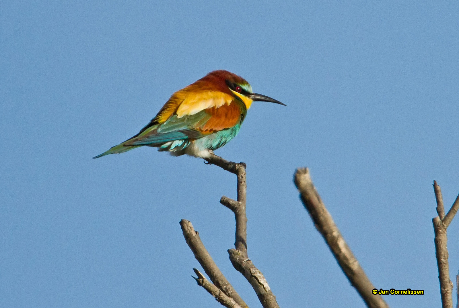 Bijeneter - Bee-eater - Merops apiaster