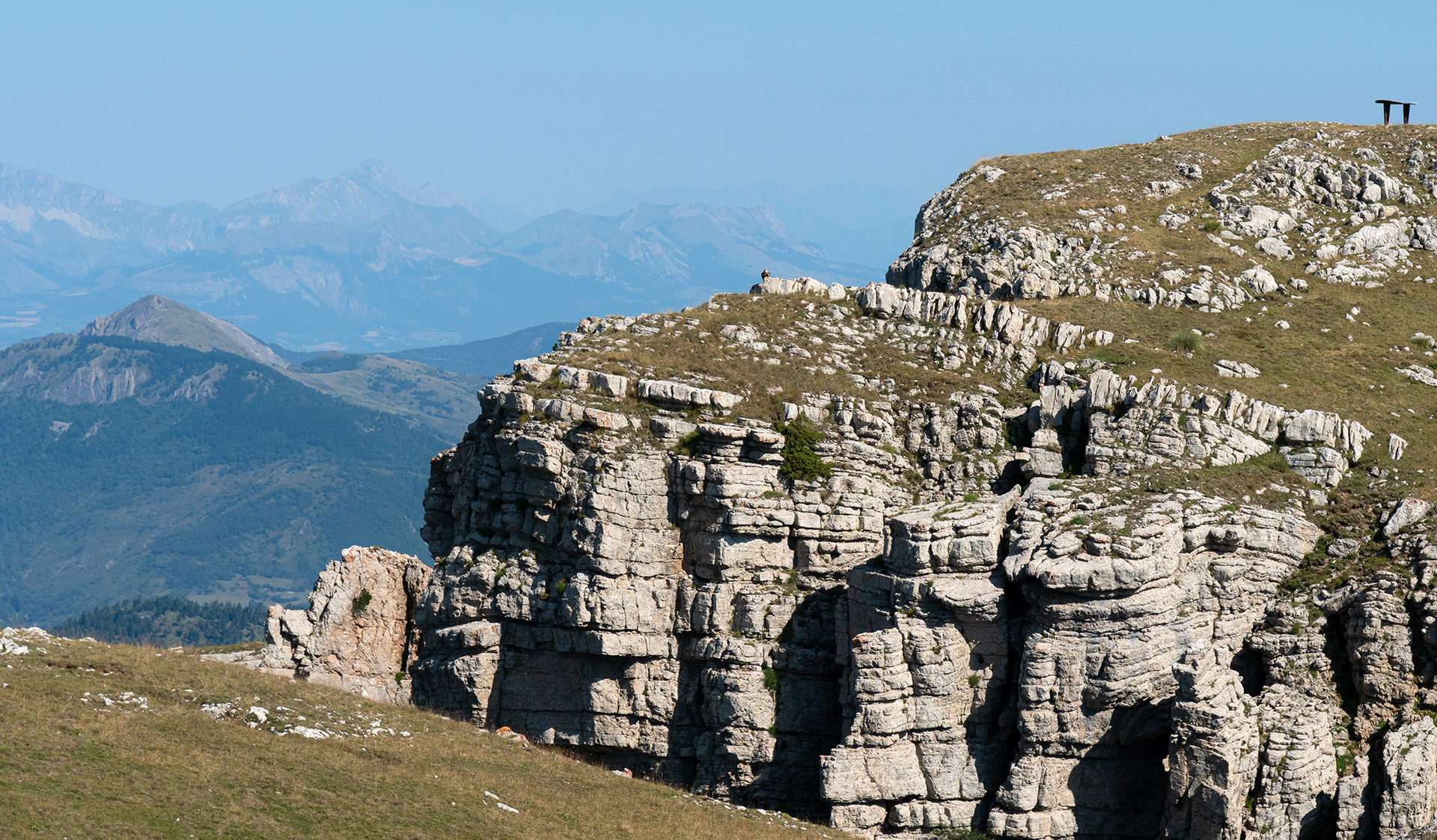 Le vautour veille ....