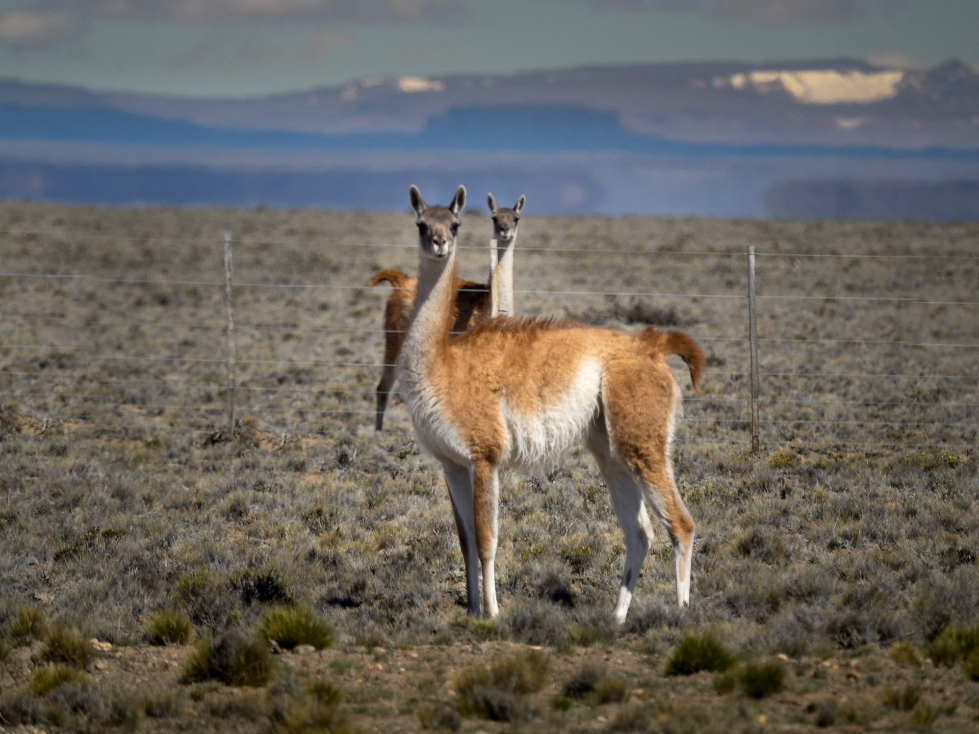 Les guanacos fourmillent le long de la route 40.