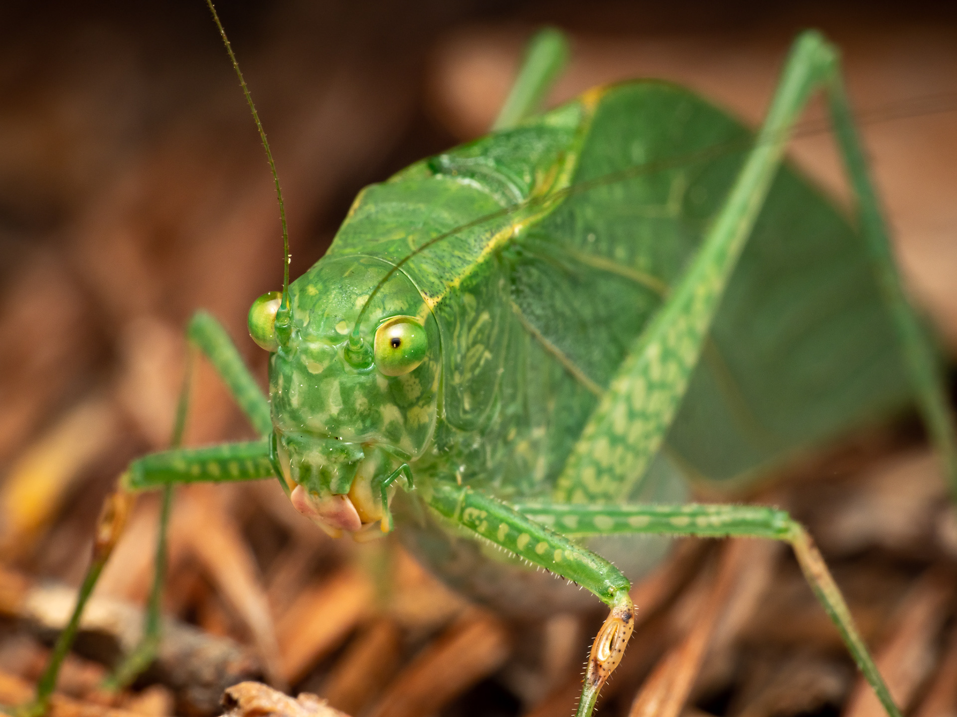 Katydid