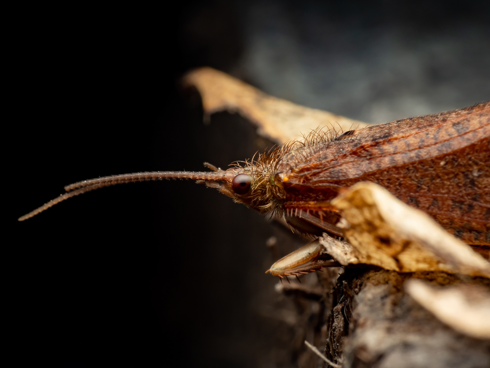 Caddisfly