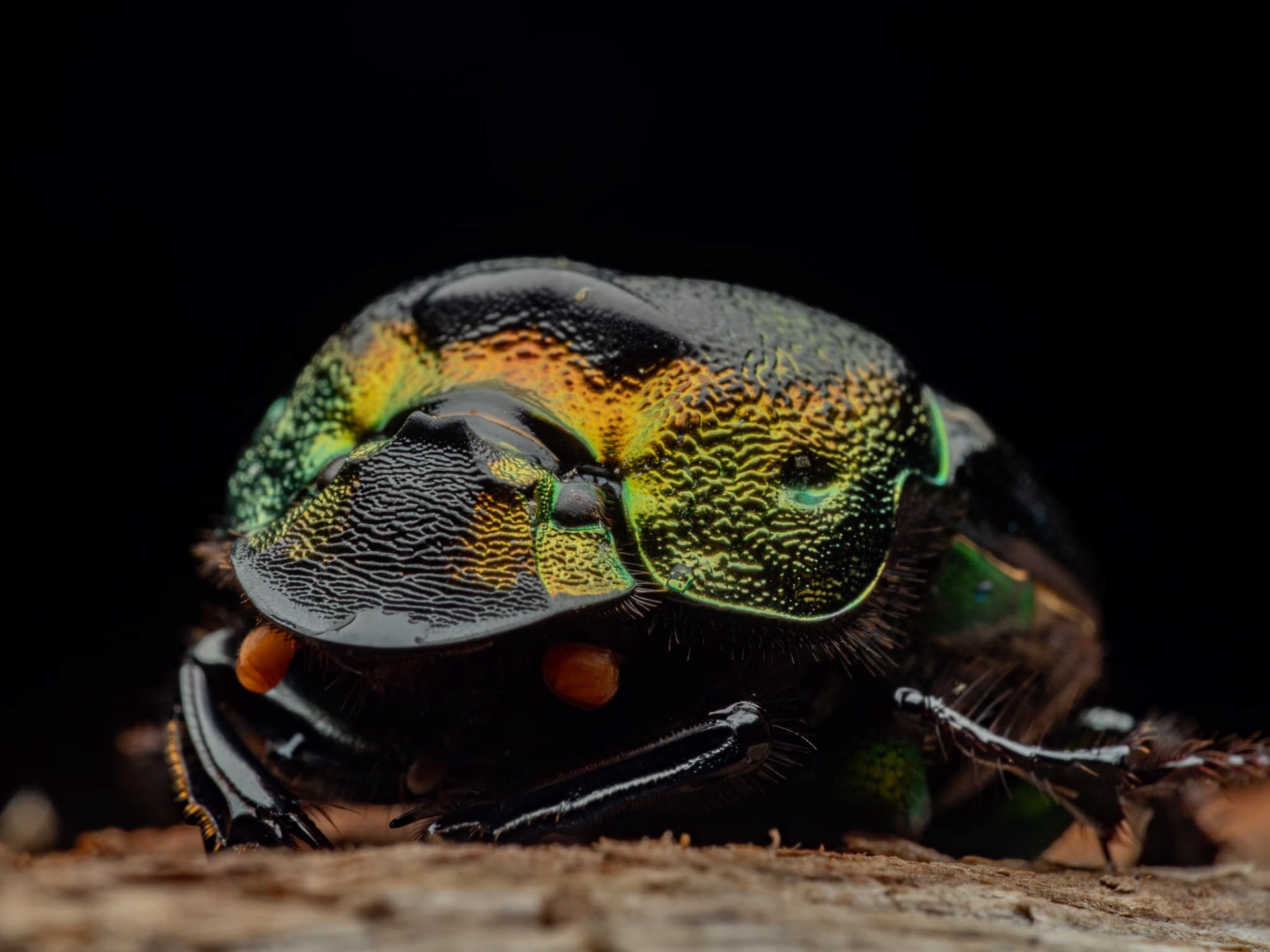 Rainbow Scarab
