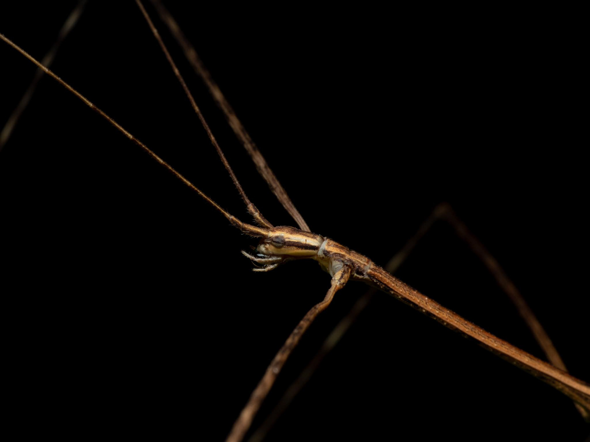 Stick Bug